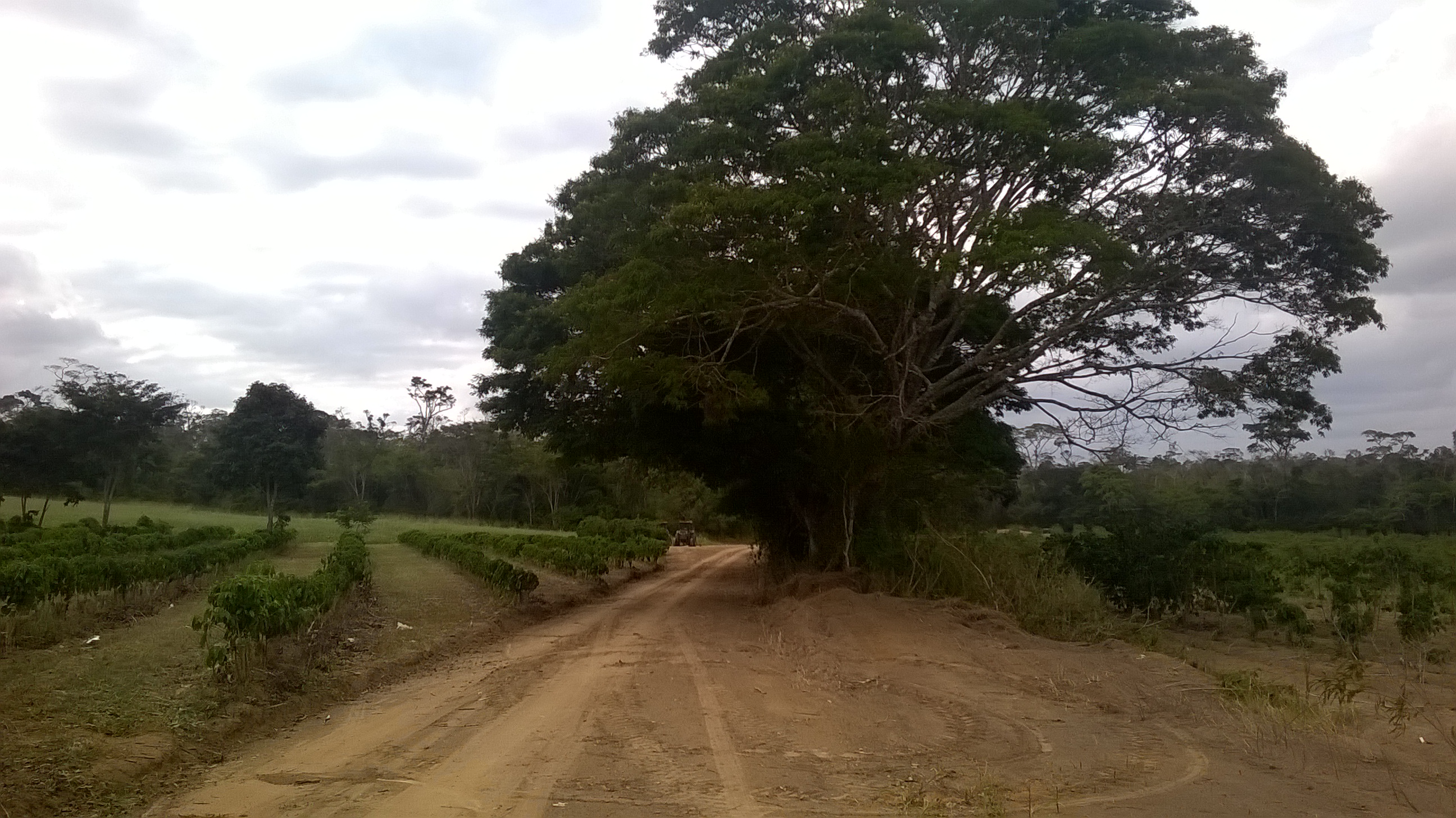 plantação de café